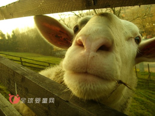 奶粉注册制业内反响强烈