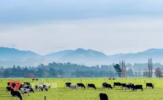 澳优乳业携手新西兰Westland 为美纳多增添海外支点