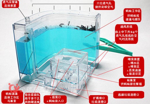 蚂蚁工坊宠物蚂蚁家园    人类与蚂蚁亲密接触的桥梁