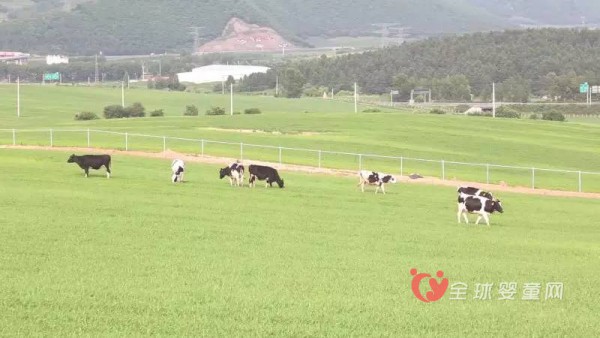 恭贺：红星乳业喜获牧场养殖有机认证