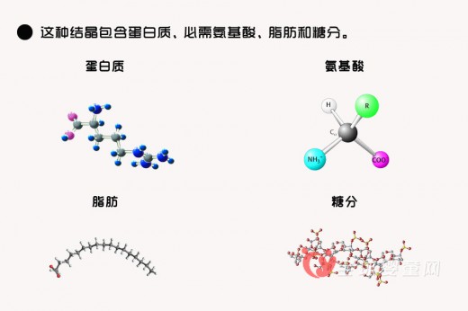 “蟑螂奶”是否成为人类新奶源   “蟑螂奶”你敢喝吗