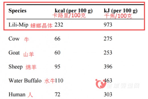 “蟑螂奶”是否成为人类新奶源   “蟑螂奶”你敢喝吗