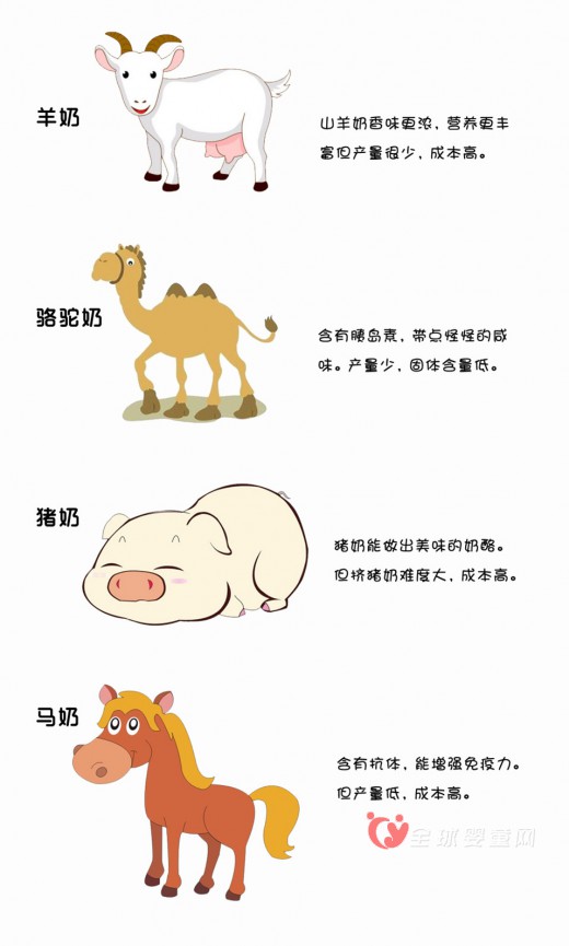 “蟑螂奶”是否成为人类新奶源   “蟑螂奶”你敢喝吗