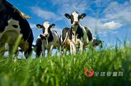 我国全面加强巴氏奶监管措施 澳乳企开始慌了