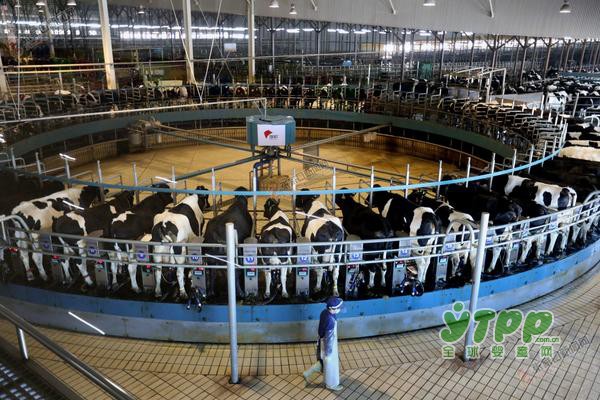 旗帜奶粉荣获国际机构认可 获得欧盟BRC食品安全全球标准AA级认证证书