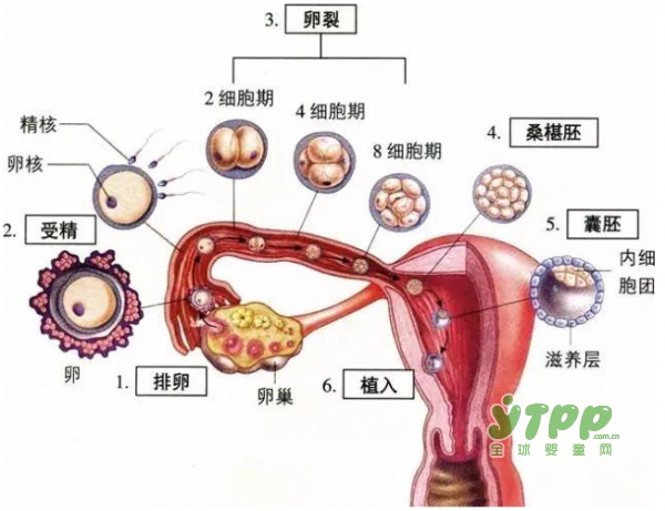 服药后发现自己怀孕了 这宝宝能要吗？