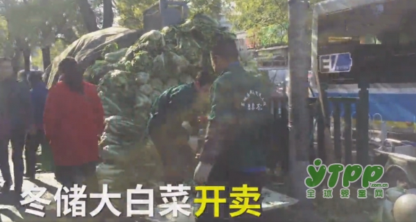 南方人不懂的北方冬储大白菜都开卖了  飞鹤说：双十一到了你还不囤奶粉吗
