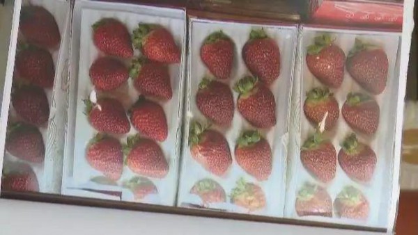 男童吃超市草莓引发呕吐反应 草莓什么时候吃为好