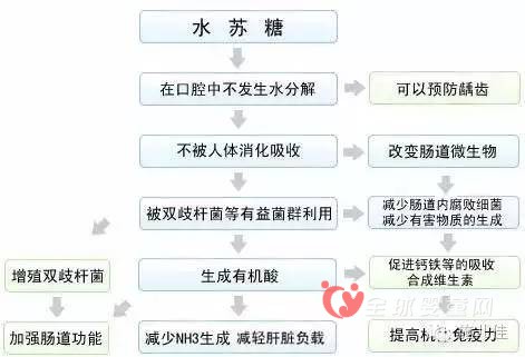 施儿佳告诉你：水苏糖的作用是什么