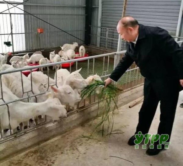 城步县委书记罗建南到御宝南方牧场调研及现场办公