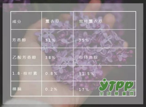 薰衣草油和孕期   孕期能使用薰衣草油吗  安全吗
