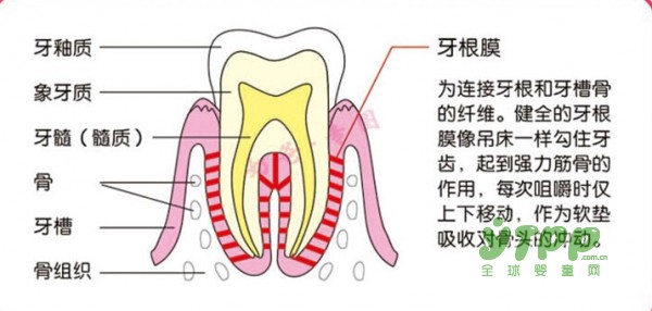 宝宝长牙初期 妈咪们应该给他一种咀嚼的满足感