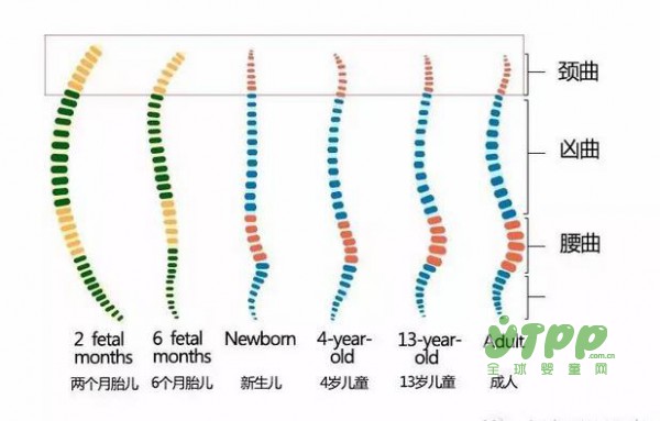 对于婴儿 家长们到底要不要给他睡枕头？