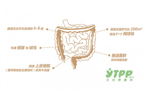 贝因美绿爱+幼儿配方奶粉  亲优营养配方 一重亲和•双重优化