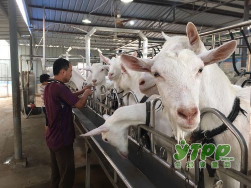 国内牛奶粉价格体系受到很大冲击  羊奶粉行业将迎来一轮爆发期