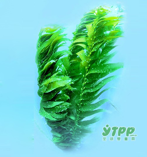 葵花童博士藻油DHA凝胶糖果  为宝宝的智力发育加分