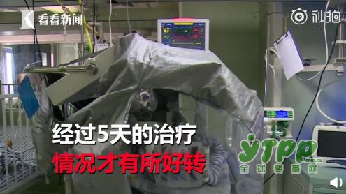 父母信土方扎40针治闹夜 结果把儿子送进了ICU重症监护室