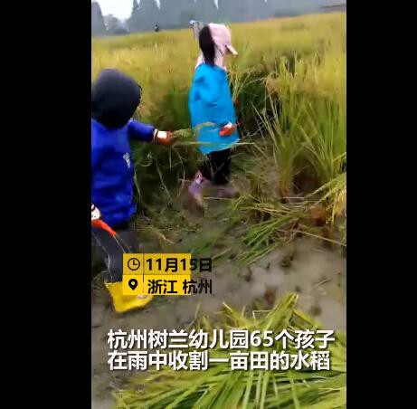 幼儿园组织小朋友割水稻你怎么看    儿童安全是首位