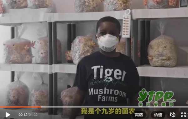 7岁男孩种蘑菇创业 你家孩子还在玩吃鸡？