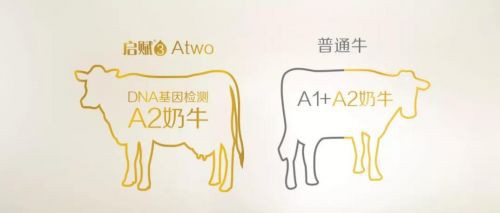 启赋Atwo甄选A2奶牛 甄选全球30%“天生好牛”，