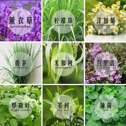 由厦门柏联首倡的第五届中国天然驱蚊节“为爱护航”5月即将举行
