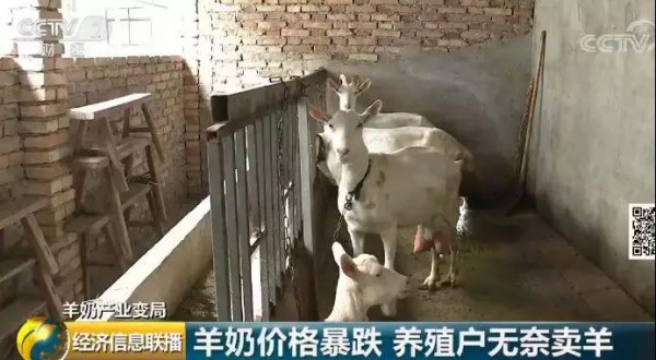 羊奶粉销量下降10%？国内乳企需求放缓 国外品牌扎堆入市