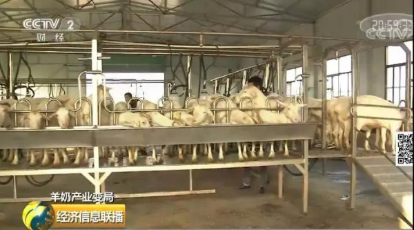 羊奶粉销量下降10%？国内乳企需求放缓 国外品牌扎堆入市