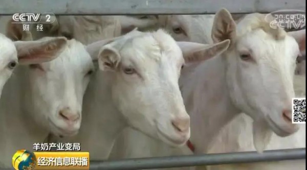 羊奶粉销量下降10%？国内乳企需求放缓 国外品牌扎堆入市