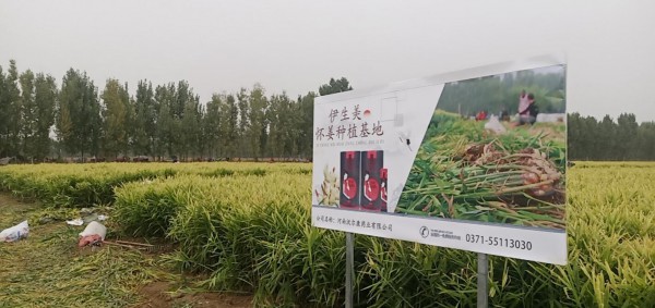 2020年怀姜大丰收·伊生美怀姜种植基地迎来大批代理参观