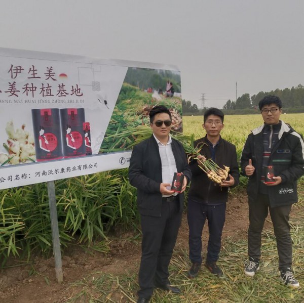 2020年怀姜大丰收·伊生美怀姜种植基地迎来大批代理参观