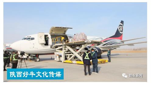 光明乳业抢“鲜”直达 开启鲜奶空运新模式