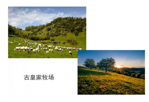 中国羊乳新阶段，陕西关中奶山羊产业研究院成立！