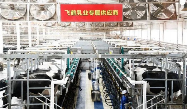 这家养殖企业泌乳牛单产突破40+的秘诀是……
