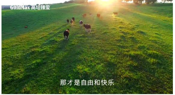 顺势强生 高培大玩营销创新 草饲奶粉品牌勇立潮头 开辟草饲奶粉新时代