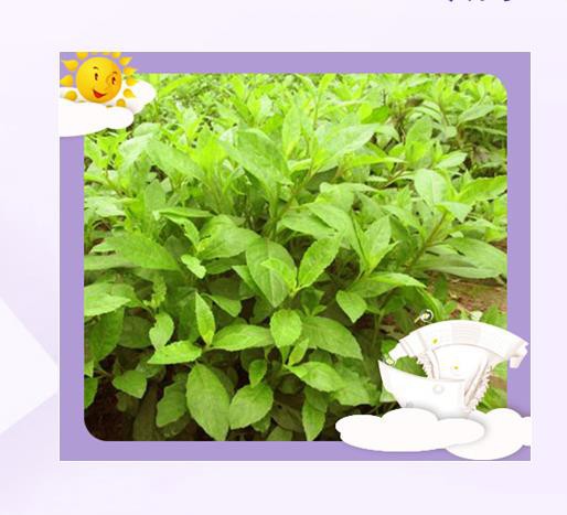 愿望树婴儿纸尿裤“草本专利”给宝宝贴芯的呵护
