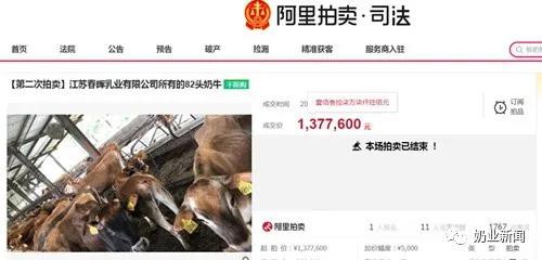 春晖乳业负债拍卖82头奶牛 乳业停产命悬一线