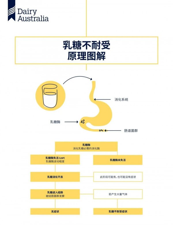 “乳糖不耐受≠不能食用乳制品 ”乳糖不耐受者，怎么更好地享用乳制品