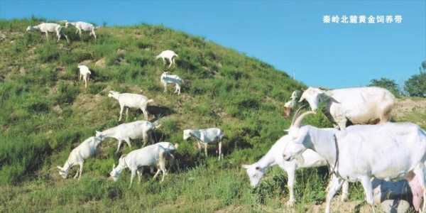 “青春舞动，为爱守护”朵恩5G多维度羊奶粉卡位高铁 抢占消费者