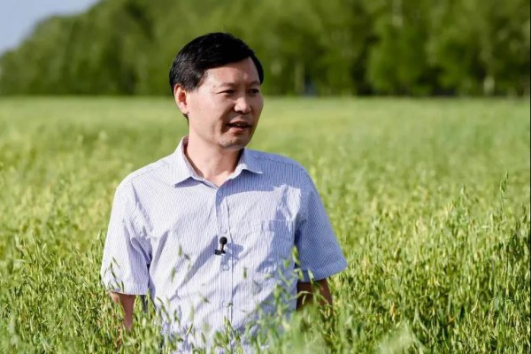 初秋坝上种好粉，君乐宝布局38万亩草原全链助力旗帜种出鲜活好奶粉