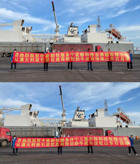 牧场最新事件|3000头澳洲荷斯坦奶牛“赶海”来荣成“跨年”