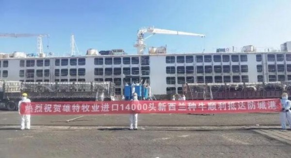 热烈祝贺雄特公司进口14000头新西兰种牛顺利抵达防城港