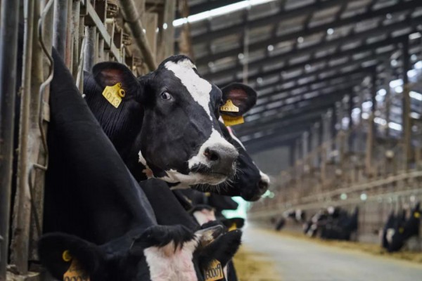 最新乳业事件！新希望乳业“鲜立方”战略再落一子！