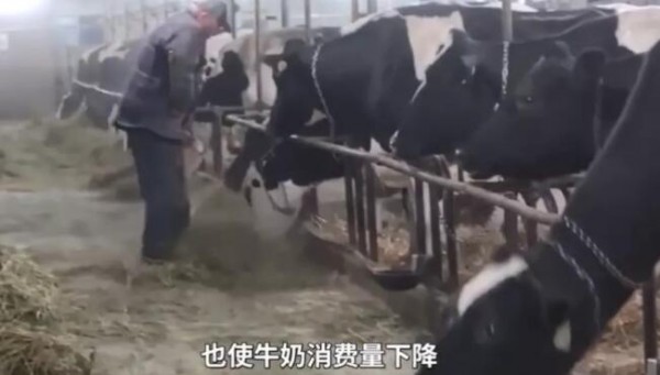 疫情导致日本牛奶消费低迷，废弃奶量将史无前例