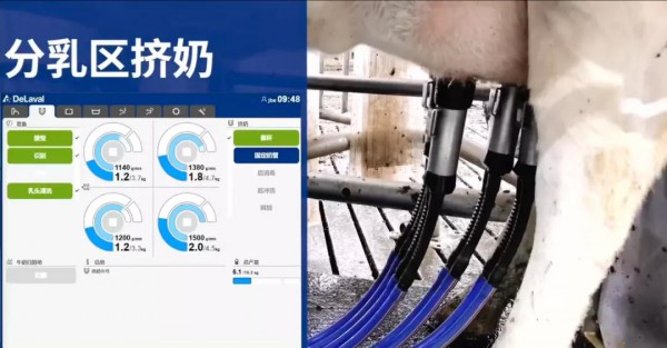 “机器人挤奶”——给牧场带来哪些“可能”？