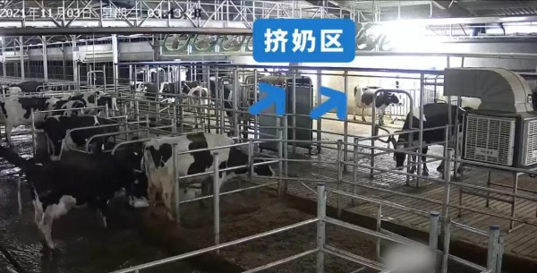 “机器人挤奶”——给牧场带来哪些“可能”？