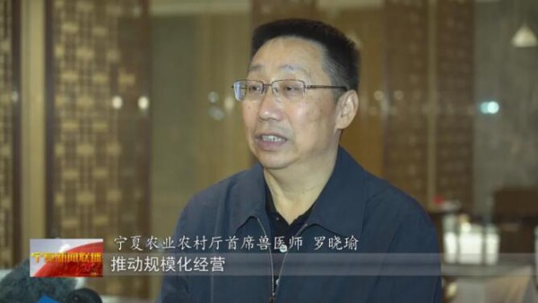 从追赶到超越！宁夏打造黄金奶源带 改写国内奶业版图