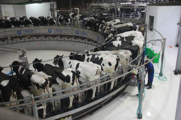 李胜利:全球奶业主产国原奶价格普遍上涨   2022年奶价需要维持