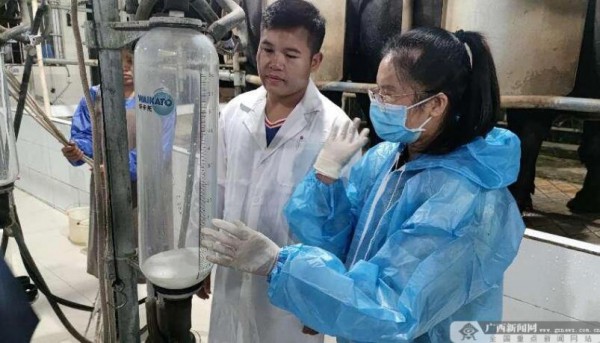 广西开展奶水牛生产性能测定采样
