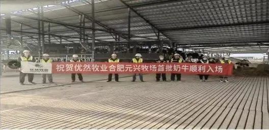 牛来了！助力合肥伊利打造百亿工厂