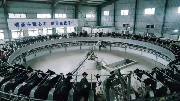 花花牛：两座自有牧场入选河南省2021年度畜禽养殖标准化示范场